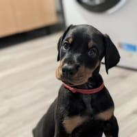 VULCAN, chien à adopter