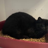 Anubis, chatte à adopter