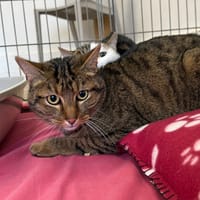 Ravioli, chat à adopter