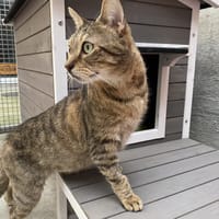 MOKKA, chat à adopter