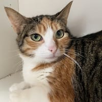 CHIPIE, chatte à adopter