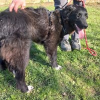 RÉGLISSE, chienne à adopter