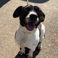 SPYDER, chien à adopter