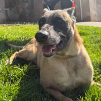 PERLE, chienne à adopter