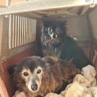 FICELLE, chienne à adopter