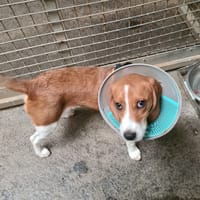 Faucon, chien à adopter