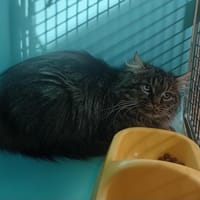 ESQUICHER, chat à adopter