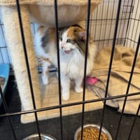 MINETTE, chatte à adopter