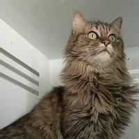 YUMI, chatte à adopter