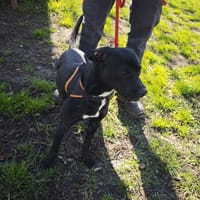 PIM, chien à adopter