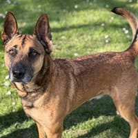 Owen CAA14954, chien à adopter