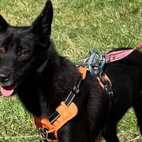 WHISKY VAA, chienne à adopter