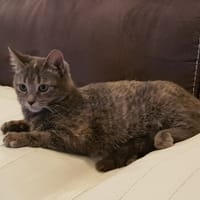 LYRIC, chatte à adopter