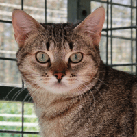 SUSHI, chat à adopter