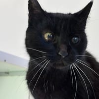 Nénette, chatte à adopter