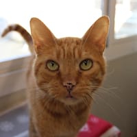 Tomette, chat à adopter