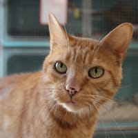 Tomette, chat à adopter