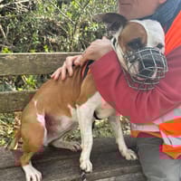 PERLE, chienne à adopter