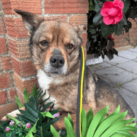 Erica, female dog to adopt