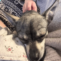 Bella, female dog to adopt