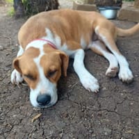 À L’ADOPTION AZRA, adorable femelle BERGER CREOLE, marron et blanche !, chienne à adopter