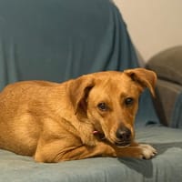 CHOUPY, Mâle berger créole junior, chien à adopter