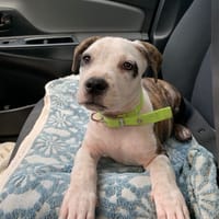 CLÉO, chiot Berger Créole, femelle, chienne à adopter