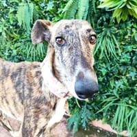 BERLINA, chienne à adopter