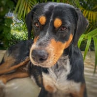 NOOKI, Berger Créole Mâle, chien à adopter