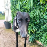 PANTENE, chienne à adopter