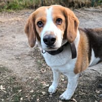 DJANGO, chien à adopter