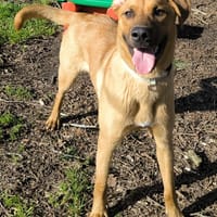 ARLO, chien à adopter