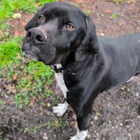 BLEUET, chienne à adopter