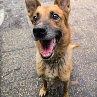 LEYTHO, chien à adopter