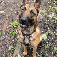 LOUNA, chienne à adopter