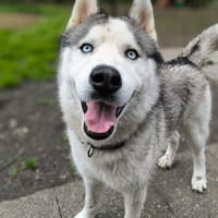 ANGEL, chien à adopter