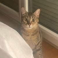 Amande, chatte à adopter
