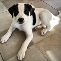 INDIGO, chiot Berger Créole mâle, chien à adopter