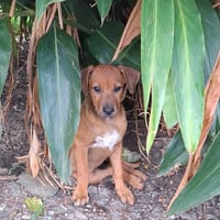KARAMELLE, Chiot femelle Berger Créole, chienne à adopter