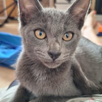 LOFI, chat à adopter