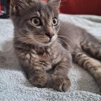 KALI, chatte à adopter