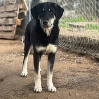 Poppy, chienne à adopter