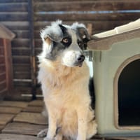 Merida, chienne à adopter