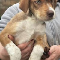 VALERIO 💛💛💛 kleiner Hundebub, Hund zur Adoption