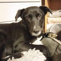 Tikva - in NRW, Hündin zur Adoption