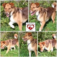 Atlas sucht sein Zuhause, Hund zur Adoption