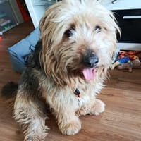 BALU - Wuschelköpfchen, Hund zur Adoption