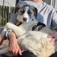 Greta - sensibel und freundlich, Hündin zur Adoption