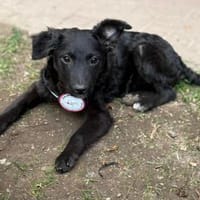 🐶💛Mia sucht ihr für immer Zuhause🐶💛, Hündin zur Adoption