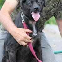 Numa - verspielt u. kinderlieb, Hündin zur Adoption